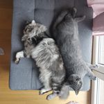 @ginger_albert_cats - Instagram