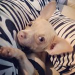 Ginger Alberta Del Rosario - @ginger_alberta - Instagram
