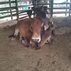 Ginger Alberto - @ginger.alberto - TikTok
