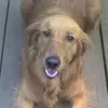 Ginger Talbert447 - @ginger.talbert - TikTok