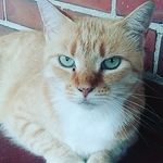 Ginger kitty Alford - @ginger_candace_kitty - Instagram