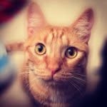 Mr. Ginger Allison - @hawaiian.kitty - Instagram