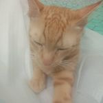 Ginger Ambrose - @ging.er505 - Instagram