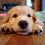 Ginger Ambrose - @sir_reginald_kenneth - Instagram