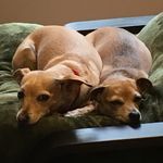 Amos And Ginger - @amos_and_ginger - Instagram