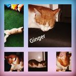 Ginger Amos@ - @gingeramos2 - Instagram