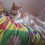 Ginger Amos 🐈🐈❤ - @walla8872 - Instagram