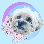 Ginger Anthony - @ginger_the_yorkiepoo - Instagram