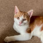 Apollo (Aπόλλων) - @apollotheginger - Instagram