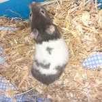 Apollo and Nibbles and ginger - @apollo_nibbles_ginger - Instagram