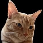 Apollo - @apollo.the.ginger.tabby.cat - Instagram