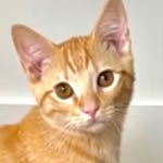 Apollo - @apollo_the_ginger - Instagram