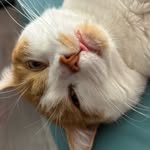 Apollo - @gingercatapollo - Instagram
