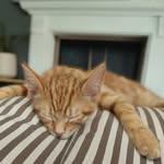 Apollo The Ginger - @apollo_gingero - Instagram
