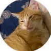 💞Apollo the ginger cat💞 - @apollothegingercat - TikTok