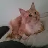 Apollo_The_Ginger_MC - @apollo_the_ginger_mc - TikTok
