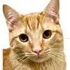 Apollo The Great - @apollotheginger - TikTok