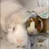apollo.and.ginger - @apollo.and.ginger - TikTok
