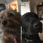 Apollo~Ginger - @apollo_ginger_dogs - Instagram