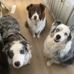 Bonnie (RIP Apollo & Ginger) - @apolloandginger - Instagram