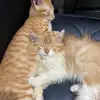 Ginger and Apollo - @gingerapollo - TikTok
