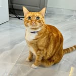 Ginger and Apollo cotton ball - @gingerandcottonball - Instagram