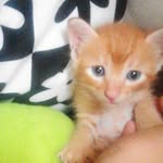 Ginger Apollo - @pusanimarian222 - Instagram