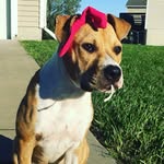 Ginger Roo & Apollo Too! - @gingerroo_ - Instagram