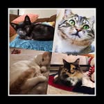 Ginger~Apollo~Juniper~Cash - @the_cats_nxt_door - Instagram