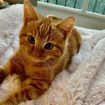@my_ginger_cat__apollon_ - Instagram