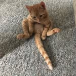 The Ginger Ninja - @apollo_the_ginger_ninja - Instagram