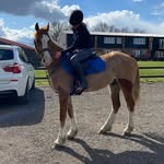 Archie 🍊🧡 - @my_ginger_archie - Instagram