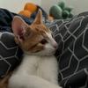 Archie 🐈 - @archie_the_ginger - TikTok