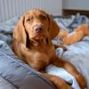 Archie Ginger Destiny - @archie.ginger.destiny - TikTok