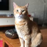 Archie - @gingerarchie10 - Instagram