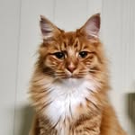 ♡Archie♡ - @gingerarchie2021 - Instagram