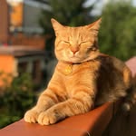 Archie the Cat 🦁 - @ginger.archie - Instagram