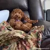Ginger Archie Sadler - @ginger.is.a.puppy - TikTok