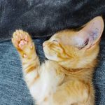 Arthur 👑🐱 - @arthur_ginger_cat - Instagram