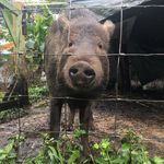 Arthur - @arthur_the_ginger_pig - Instagram