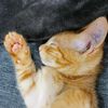 arthur_ginger_kitty - @arthur_ginger_kitty - TikTok