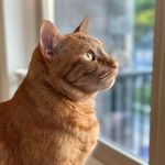 Arthur Johnson-Baustian | Cat - @arthurthegingercat - Instagram