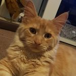 Arthur The Cat - @ginger_kitty_arthur - Instagram