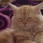 Arthur The Ginger - @arthurtheginger - Instagram