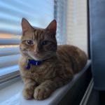 Arthur The Ginger Cat - @king_arthur_ginger - Instagram