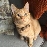 Arthur the Ginger Cat - @arthur_thegingercat - Instagram