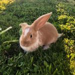 Arthur the Ginger Floof - @arthurthegingerbunny - Instagram