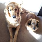 Ginger & Arthur - @ginger.n.arthur - Instagram