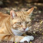 Henry & Arthur - @gingercatshenryarthur - Instagram