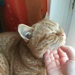 Sir Arthur - @sirarthurginger - Instagram